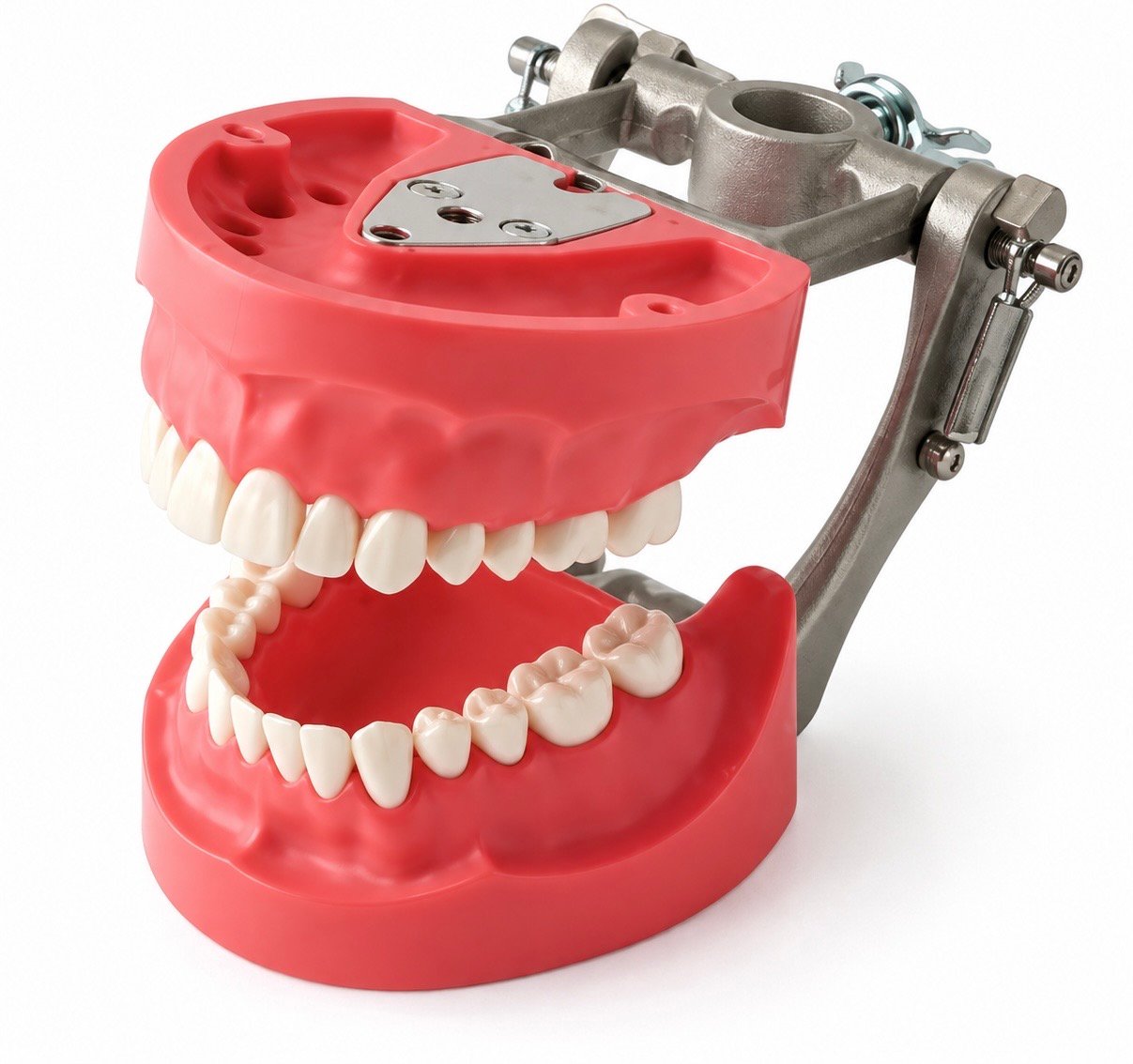 TRIMUNT Standard Typodont with 28 Teeth – Hard Gingiva